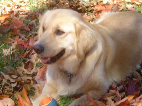 thirds3 My neighbors' dog, Kula. She brings me joy.